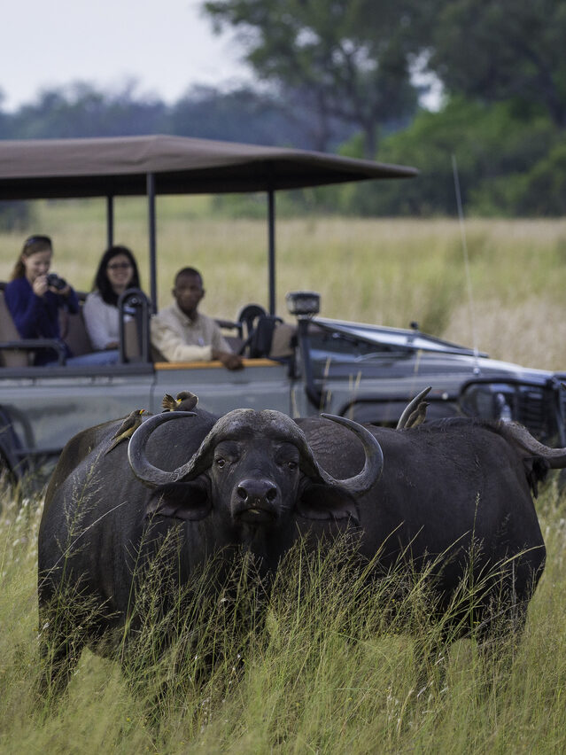 A Cape buffalo looks at the camera with a safari vehicle and passengers in the blurred background.