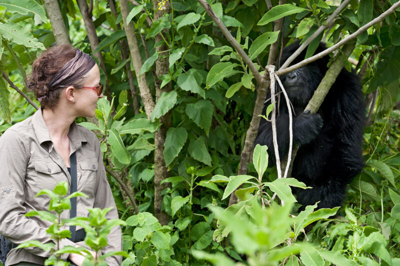 A woman looks toward a black gorilla that is partially hidden behind green leaves and branches.
