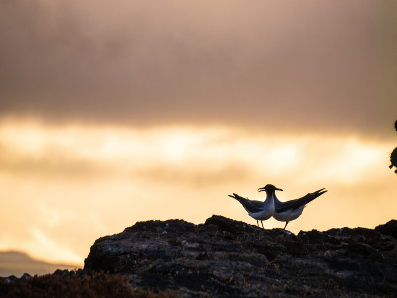 Two seagulls silhouetted on a rock against a dramatic, cloudy orange and gray sunset sky. luxury Galapagos tours.