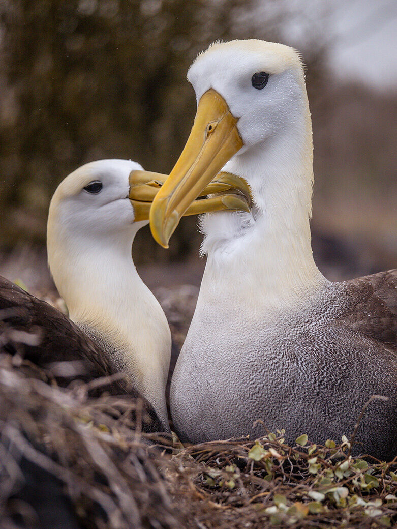 A pair of Waved Albatrosses sitting close together in a nest; one preens the other's beak. luxury Galapagos tours.