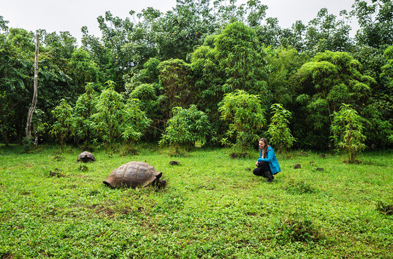 A large Giant Tortoise grazing in a green field with a person observing it, surrounded by trees. luxury Galapagos tours.