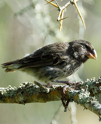A small, brown Ground Finch perching on a lichen-covered branch with a thorny branch above. luxury Galapagos trips.
