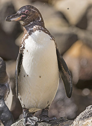 A Galapagos Penguin standing on dark rocks on a sunny day with a small insect flying overhead. luxury Galapagos cruises.