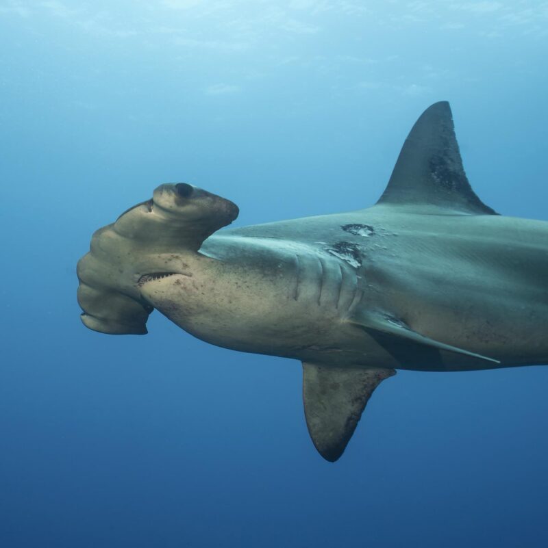 A Scalloped Hammerhead Shark swimming just below the surface in clear, bright blue water. luxury Galapagos tours and cruises.
