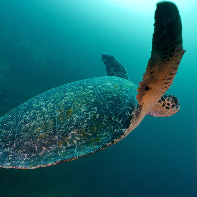 A Green Sea Turtle swimming underwater in blue-green water, its flipper extended backward. luxury Galapagos holidays.