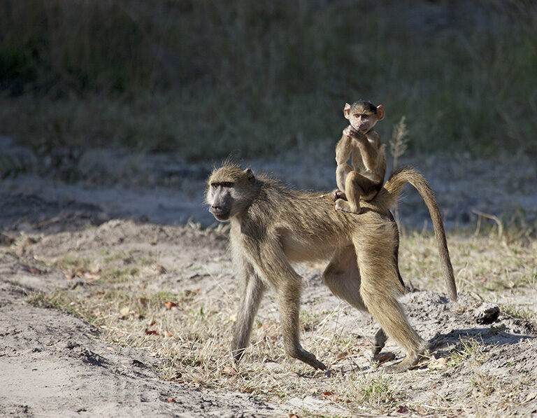 An adult baboon walking on dry ground with a small baby baboon hitching a ride on its back.