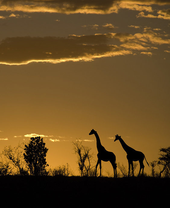 Dark silhouettes of two giraffes walking across a horizon during a bright orange sunset.