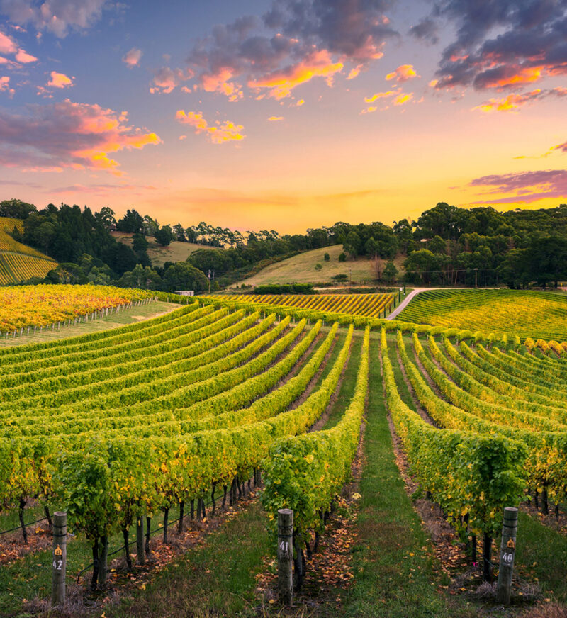 A vineyard at sunrise with rows of bright green grapevines leading into the distance under an orange and purple sky, ideal for luxury Australia vacations.