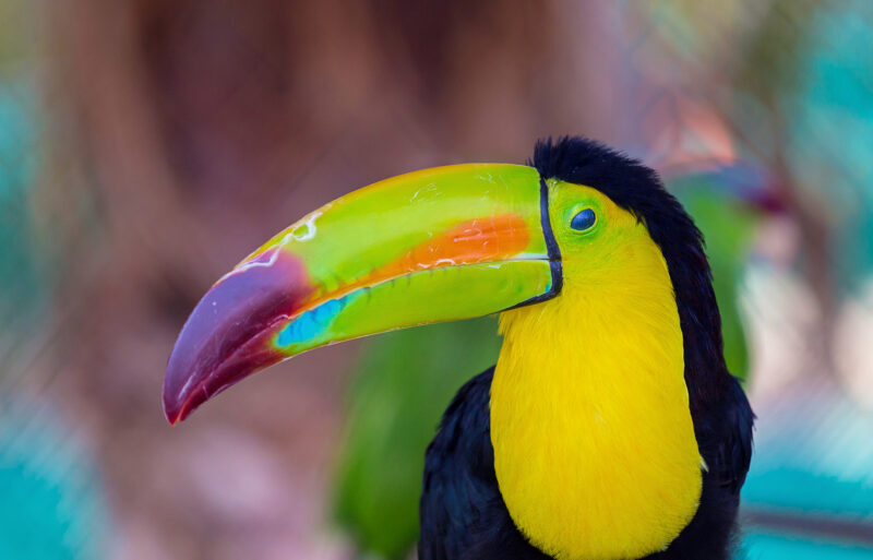 The keel-billed toucan, also known as sulfur-breasted or rainbow-billed toucan, is a colorful Latin American member of the bird family. It is one of the most colorful birds in the world. america, animal, beak, beautiful, big, bill, billed, bird, black, blue, branch, brazil, central, colorful, colors, costa, feather, forest, green, jungle, keel, keel-billed, manaus, natural, nature, outdoors, rainforest, red, rica, toucan, tropical, wild, wildlife, wings, yellow, color explosion, yellow background The keel-billed toucan, also known as sulfur-breasted or rainbow america, animal, beak, beautiful, big, bill, billed, bird, black, blue, branch, brazil, central, colorful, colors, costa, feather, forest, green, jungle, keel, keel-billed, manaus, natural, nature, outdoors, rainforest, red, rica, toucan, tropical, wild, wildlife, wings, yellow, Family, color explosion, yellow background, Animal, Bird The keel-billed toucan, also known as sulfur-breasted or rainbow-billed toucan, is a colorful Latin American member of the bird family. It is one of the most colorful birds in the world..america, animal, beak, beautiful, big, bill, billed, bird, black, blue, branch, brazil, central, colorful, colors, costa, feather, forest, green, jungle, keel, keel-billed, manaus, natural, nature, outdoors, rainforest, red, rica, toucan, tropical, wild, wildlife, wings, yellow, color explosion, yellow background