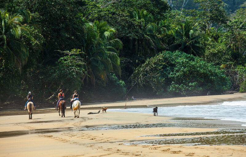 Horse riding on Beach in Costa Rica at the Caribbean in Punta Uva Beach beach, water, sea, ocean, nature, landscape, sand, sunset, couple, walking, people, sky, woman, lake, walk, forest, summer, coast, running, family, beautiful, alone, child, children, river, costa, rica, costa rica, caribbean, horse riding, horses beach, holidays, vacation, central, america Horse riding on Beach in Costa Rica at the Caribbean in Punta Uv beach, water, sea, ocean, nature, landscape, sand, sunset, couple, walking, people, sky, woman, lake, walk, forest, summer, coast, running, Family, beautiful, alone, child, children, river, costa, rica, caribbean, holidays, vacation, central, america, costa rica, family, horse riding, horses beach, Animal, Horse, Human, Land, Mammal, Nature, Outdoors, Person, Plant, Vegetation Horse riding on Beach in Costa Rica at the Caribbean in Punta Uva Beach.beach, water, sea, ocean, nature, landscape, sand, sunset, couple, walking, people, sky, woman, lake, walk, forest, summer, coast, running, family, beautiful, alone, child, children, river, costa, rica, costa rica, caribbean, horse riding, horses beach, holidays, vacation, central, america