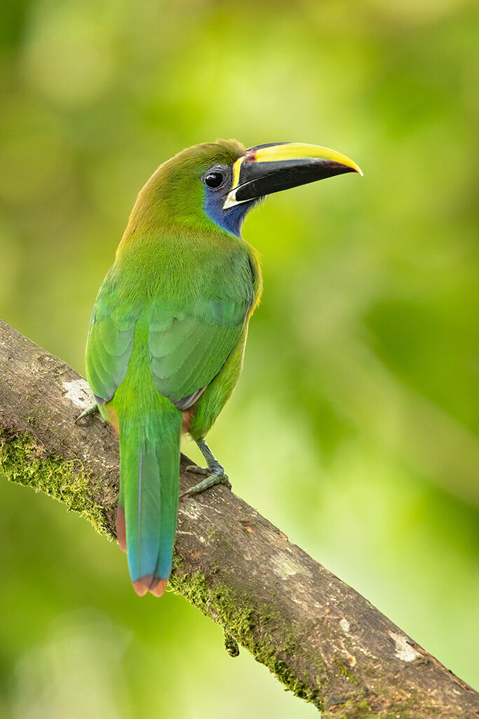 Emerald toucanet or northern emerald toucanet (Aulacorhynchus prasinus) is a species of near-passerine bird in the family Ramphastidae occurring in mountainous regions of Mexico and Central America birds, central america, wild, cute, wild bird, beautiful bird, cute bird, yellow, green, aulacorhynchus prasinus, northern emerald toucanet, birdwatching, wildlife, nature, beak, jungle bird, feathers, costa rica, outdoor, perching, exotic, beauty, animal, branch, colorful, forest, toucanet, colors, forest trees, costa rica nature, highlands, costa rica rainforest, cute animals, travel, emerald toucanet, rica, costa, rainforest, emerald, feather, beautiful, color, tropical, caribbean, bird, bee-eater, bee Emerald toucanet or northern emerald toucanet (Aulacorhynchus pr birds, wild, cute, yellow, green, birdwatching, wildlife, nature, beak, feathers, outdoor, perching, exotic, beauty, animal, branch, colorful, forest, toucanet, colors, highlands, travel, rica, costa, rainforest, emerald, feather, beautiful, color, tropical, caribbean, bird, bee-eater, bee, Family, aulacorhynchus prasinus, beautiful bird, central america, costa rica, costa rica nature, costa rica rainforest, cute animals, cute bird, emerald toucanet, forest trees, jungle bird, northern emerald toucanet, wild bird, Animal, Bird Emerald toucanet or northern emerald toucanet (Aulacorhynchus prasinus) is a species of near-passerine bird in the family Ramphastidae occurring in mountainous regions of Mexico and Central America.birds, central america, wild, cute, wild bird, beautiful bird, cute bird, yellow, green, aulacorhynchus prasinus, northern emerald toucanet, birdwatching, wildlife, nature, beak, jungle bird, feathers, costa rica, outdoor, perching, exotic, beauty, animal, branch, colorful, forest, toucanet, colors, forest trees, costa rica nature, highlands, costa rica rainforest, cute animals, travel, emerald toucanet, rica, costa, rainforest, emerald, feather, beautiful, color, tropical, caribbean, bird
