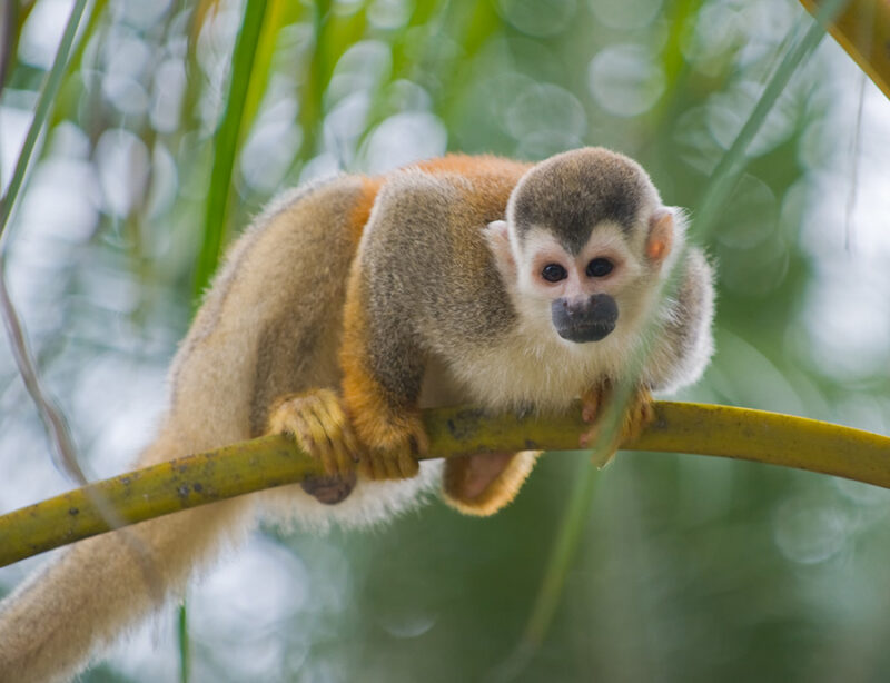 Squirrel monkey in a branch at Manuel Antonio National Park in Costa Rica 119081779 Squirrel Monkey, Manuel Antonio National Park, Cute, Looking, Small, Wildlife, Costa Rica, Monkey, Primate, Mammal, Animal, National Park, Black-Capped Squirrel Monkey, Animals And Pets, Wild Animals, Mammals, Animal Backgrounds Costa Rica 119081779 Cute, Looking, Small, Manuel Antonio National Park, Squirrel Monkey, Animal, Mammal, Monkey, Wildlife Squirrel monkey in a branch at Manuel Antonio National Park in Costa Rica.119081779.Squirrel Monkey, Manuel Antonio National Park, Cute, Looking, Small, Wildlife, Costa Rica, Monkey, Primate, Mammal, Animal, National Park, Black-Capped Squirrel Monkey, Animals And Pets, Wild Animals, Mammals, Animal Backgrounds.Costa Rica