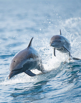 Found in the Golfo Dulce in Costa Rica golfo dulce, stenella attenuata, aquatic animal, jumping fish, marine animal, marine mammal, wild animal Costa Rica marin, aquatic animal, golfo dulce, jumping fish, stenella attenuata, Animal, Dolphin, Mammal, Sea Life Found in the Golfo Dulce in Costa Rica.golfo dulce, stenella attenuata, aquatic animal, jumping fish, marine animal, marine mammal, wild animal.Costa Rica