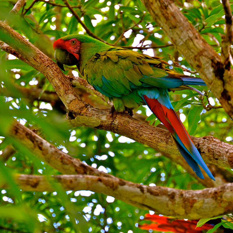 A Great Green Macaw with red, green, and blue plumage perches on a thick, leafy branch in a sun-dappled rainforest canopy.