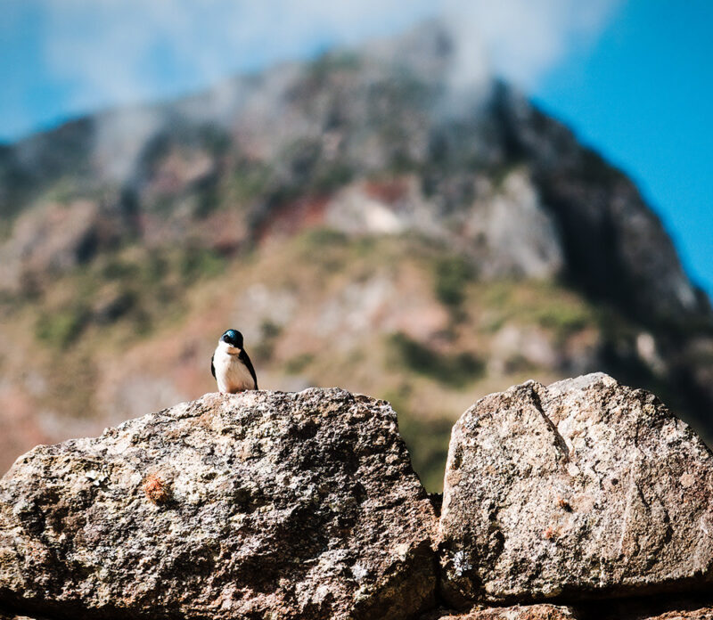 A small bird with a dark head and white body sits on a stone wall, with a large, misty mountain peak behind it, excellent for luxury Machu Picchu tours.