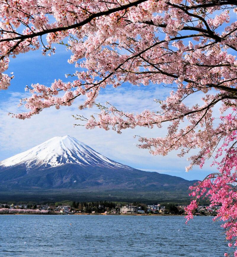 Mount Fuji rises behind a lake framed by blooming pink cherry blossoms, a highlight of luxury family holidays to Japan.