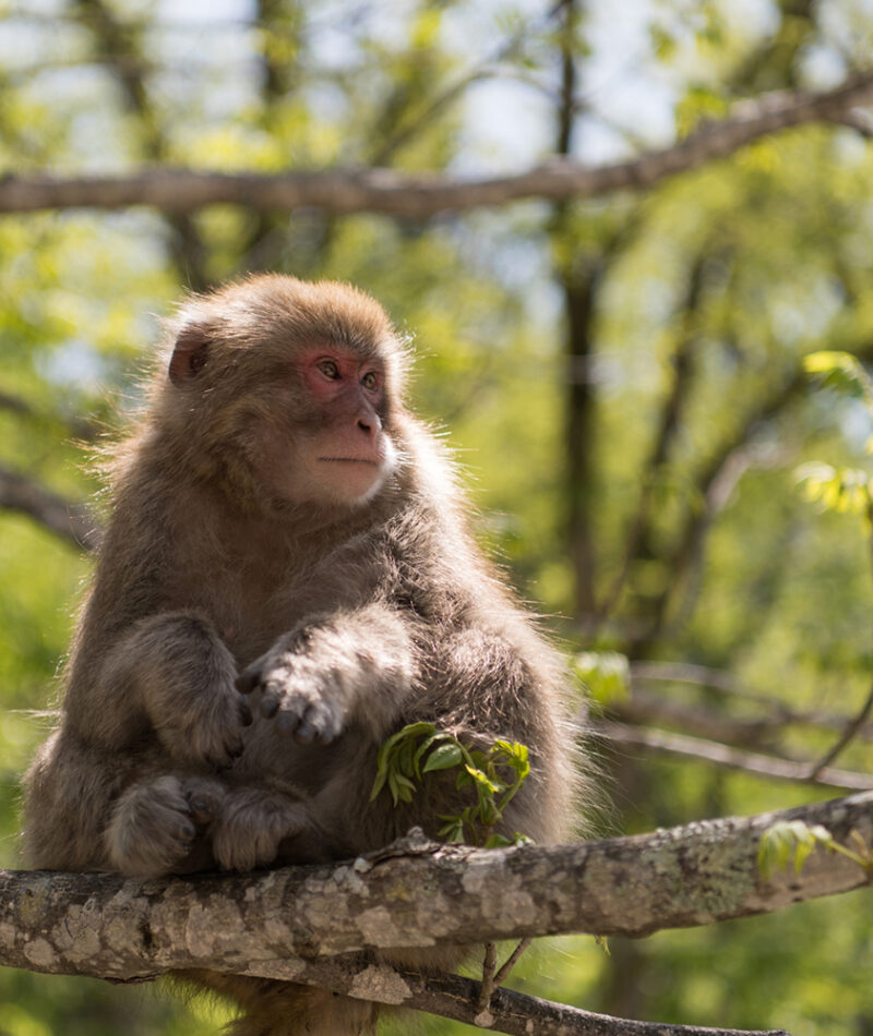 A Japanese macaque sits on a tree branch during luxury family trips to Japan.