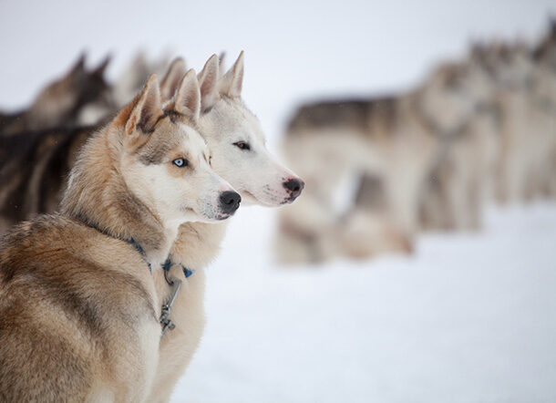 Two harnessed huskies with blue eyes in the snow, a feature of luxury Polar trips in the frozen north.