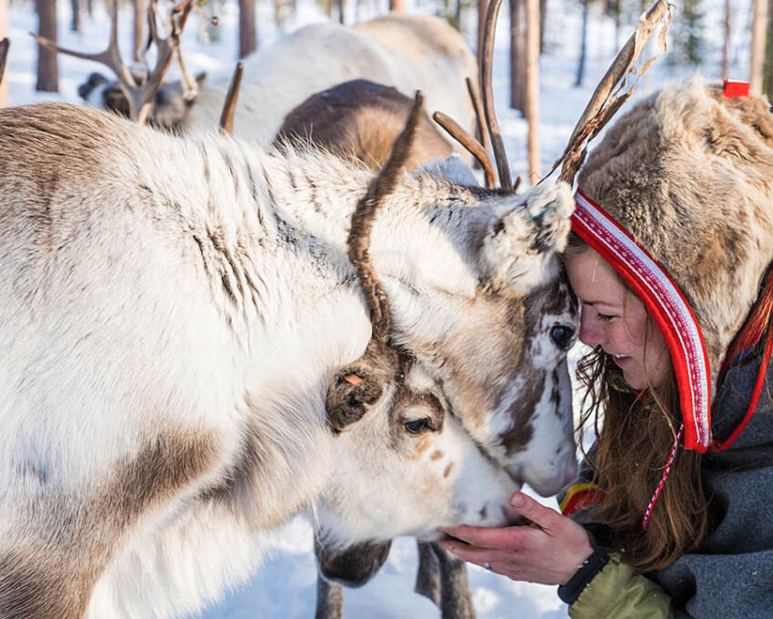 Icehotel: Meet the Reindeer with a Sámi guide
