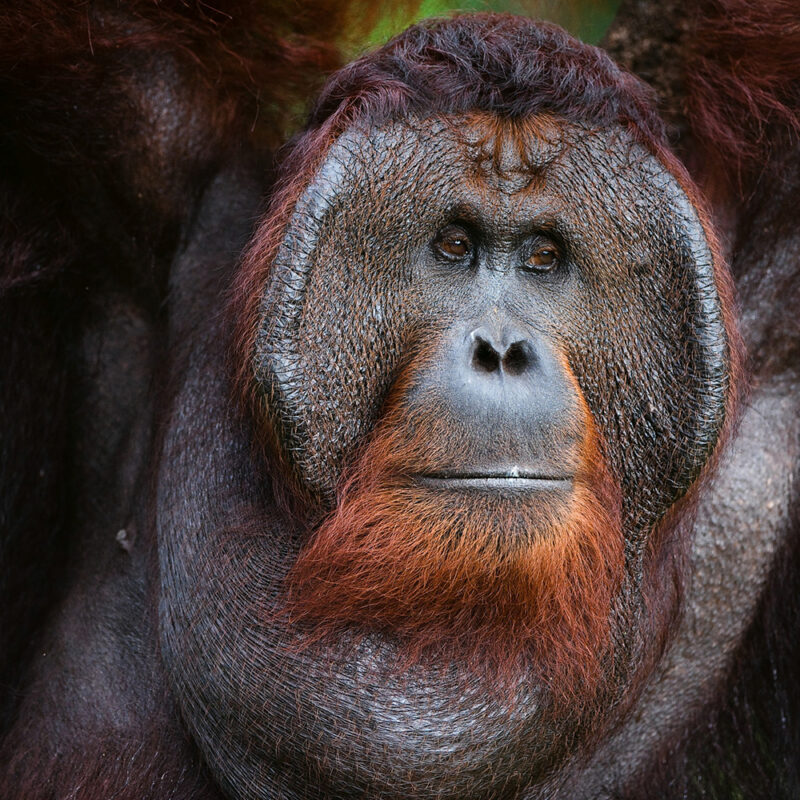 Close-up portrait of a large male orangutan with dark hair and prominent cheek pads, a focus of luxury Indonesia trips.