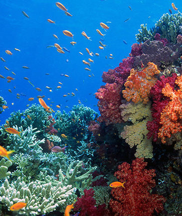 Bright orange tropical fish swimming near colorful coral reefs during luxury South Pacific tours.
