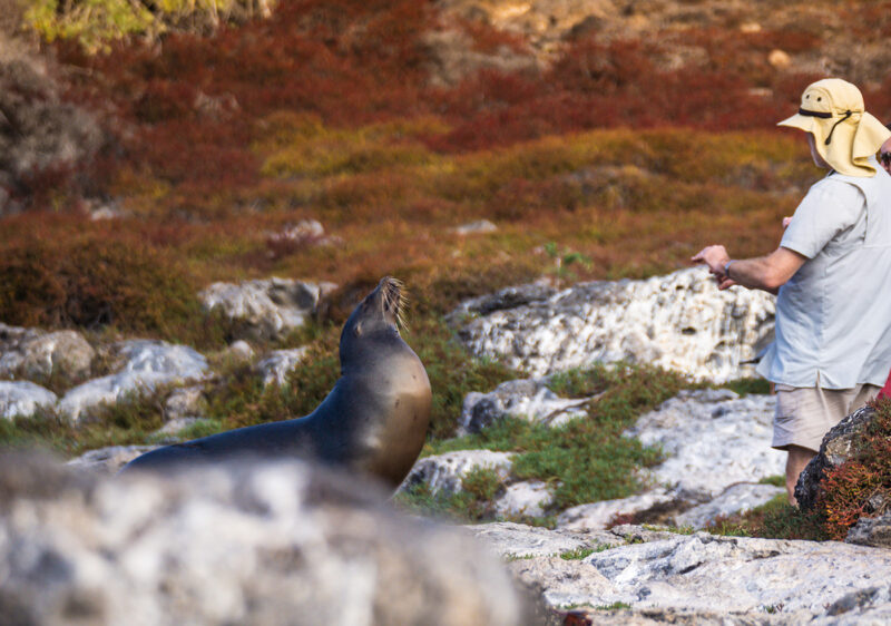 A man observing a sea lion on rocky ground during luxury Galapagos family tours.