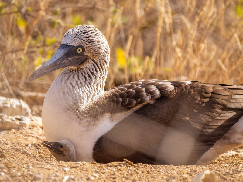 A blue-footed booby and its chick in a nest on luxury Galapagos family holidays.
