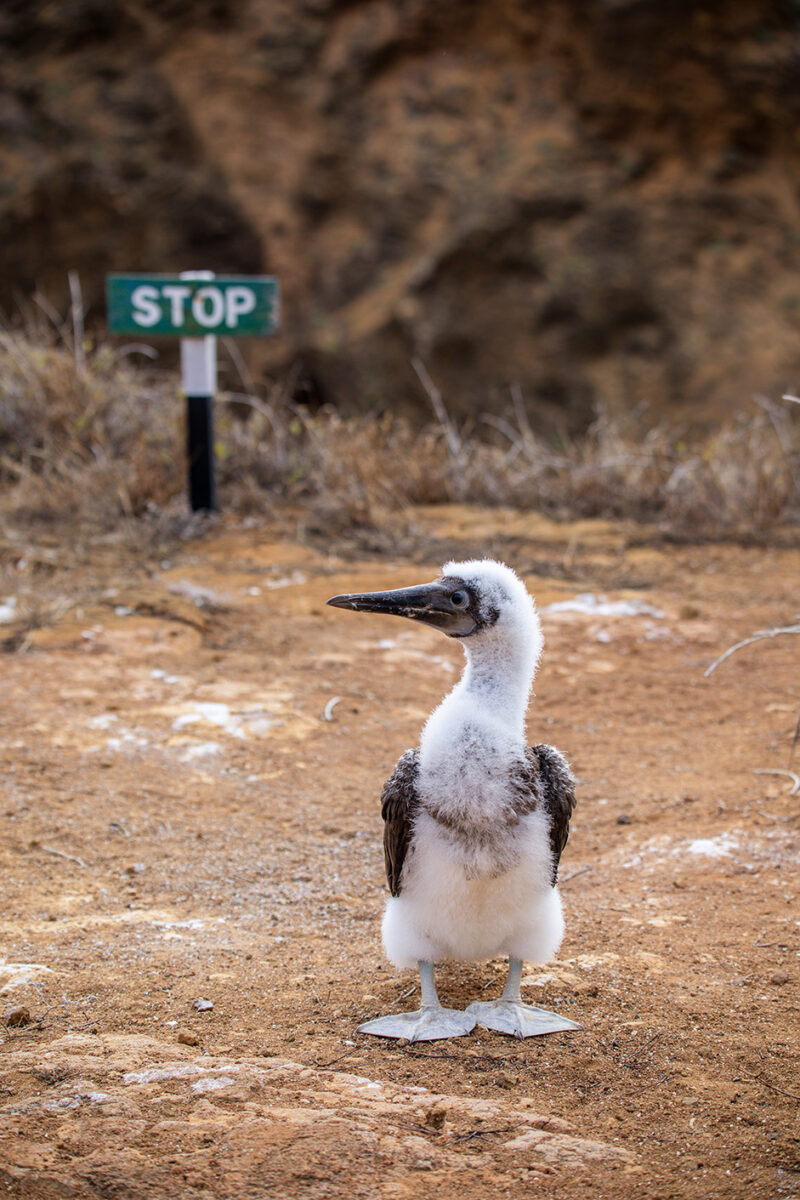 A white booby chick near a sign saying STOP during luxury Galapagos family vacations.