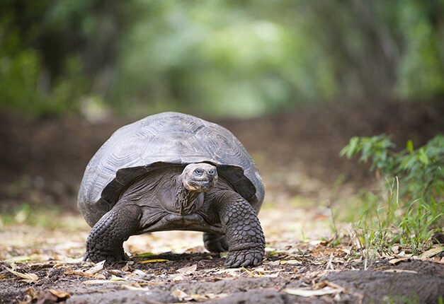 A giant tortoise walking on a trail, featured on luxury Galapagos family trips.