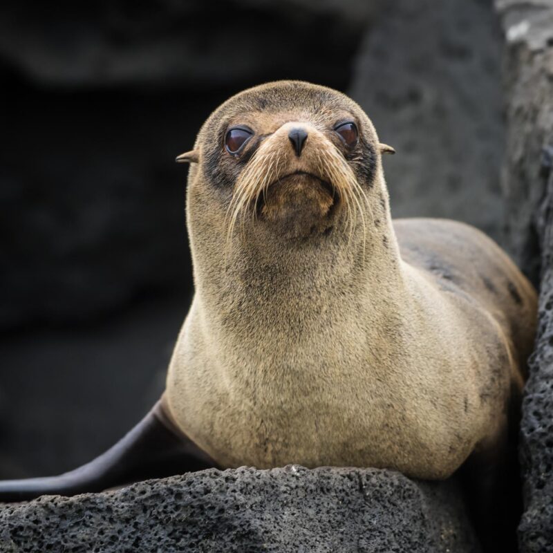 Close-up of a Galapagos fur seal on black rocks during luxury Galapagos family holidays.