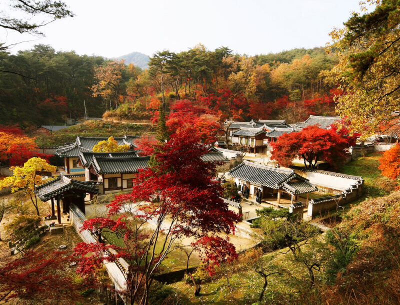 Traditional Korean buildings nestled in a forest of red autumn leaves during luxury South Korea trips.