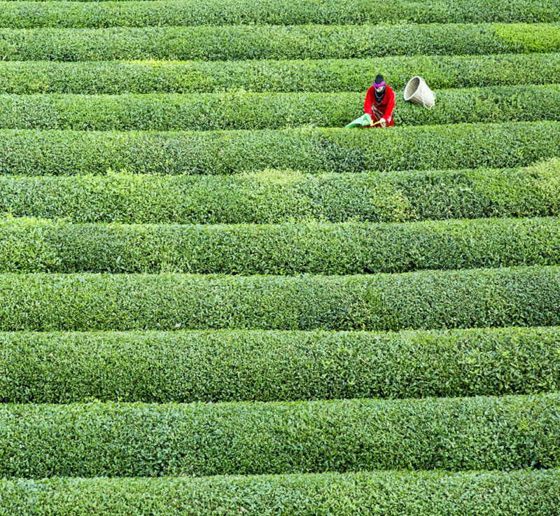 Aerial view of a worker in a green tea field during luxury South Korea tours.