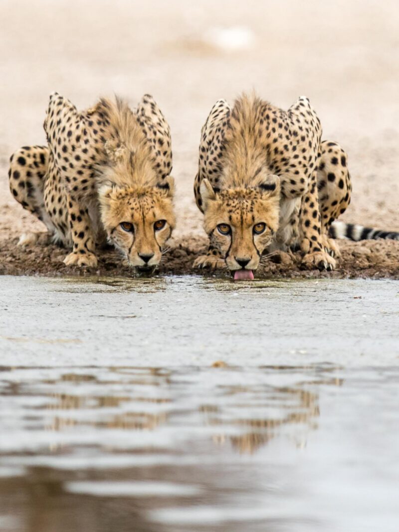 Close-up of two cheetahs drinking water at a pond, looking forward.