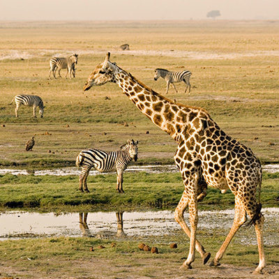 A giraffe in the foreground walks past a waterhole with four zebras grazing in the distance.