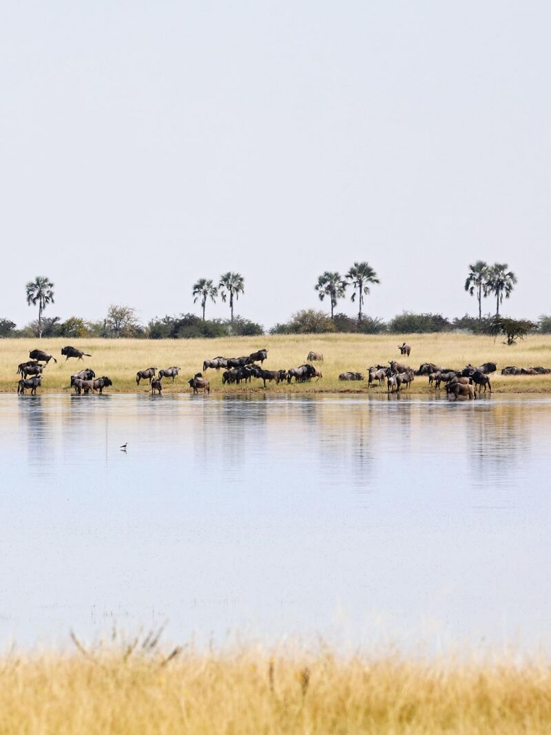 A herd of wildebeest standing by a body of water under a bright sky with palm trees in the distance.