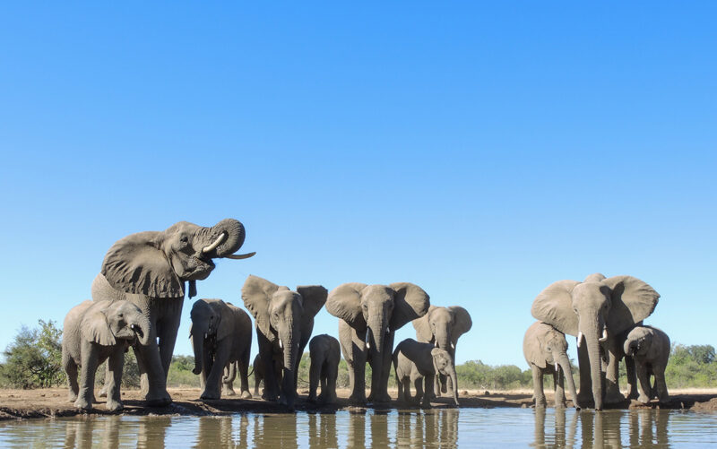 A group of elephants drinking at a waterhole with a bright blue sky in the background.