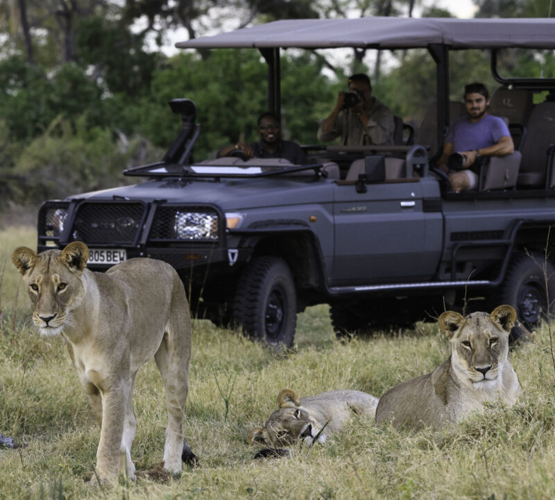 Three lionesses in dry grass with tourists in a safari vehicle watching them in the background.