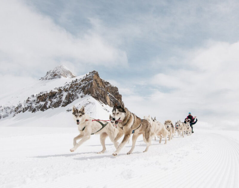 Sled dogs pulling a team through a bright snowy mountain landscape during luxury Switzerland trips.