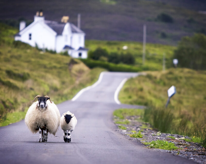 Two domestic sheep, one large with horns, walk on a paved road with a white farmhouse and green hills behind. Perfect for luxury Scotland trips.