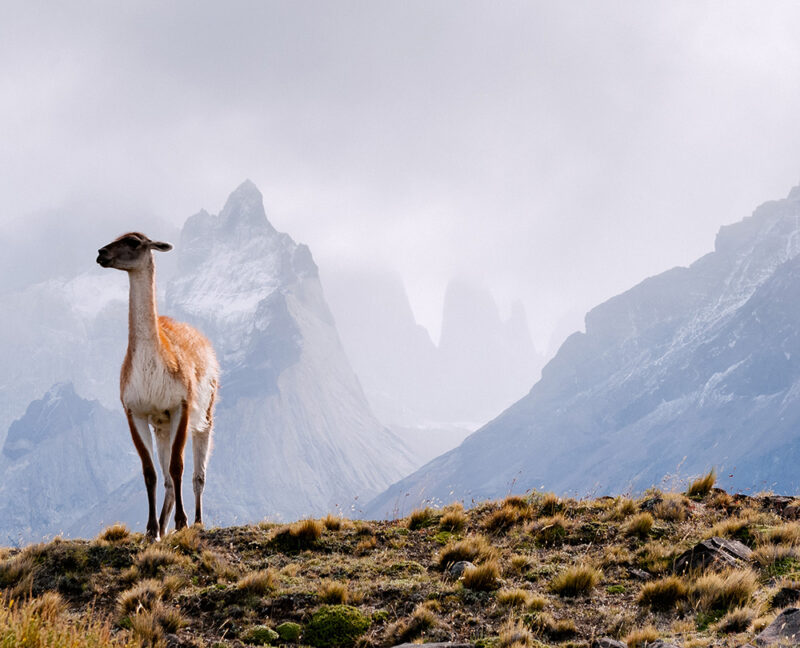 514409640 Travel, Guanaco, Grass, Llama, Scenics, Majestic, Cultures, Wildlife, Nature, Chile, Fur, Mammal, Andes, Mountain, Landscape, Wind, Adventure, Nature, Outdoor, Wildlife, American Culture, Animals In The Wild, Cuernos del Paine, Eco Tourism, Latin American Culture, Mountain Range, Patagonia – Chile, Torres del Paine National Park, Travel Destinations, Animal, Antelope, Deer, Mammal, Wildlife Torres Del Paine General Pics