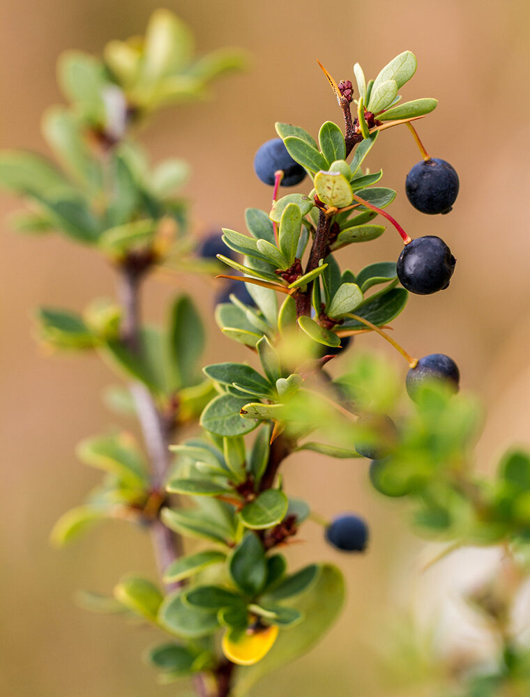 Torres Del Paine General Pics 624651476 Currant, Tasting, Blueber, Adventure, Nature, Outdoor, Wildlife, Mature Adult, Sour Taste, Vegetable Garden, Blueberry, Food, Fruit, Plant