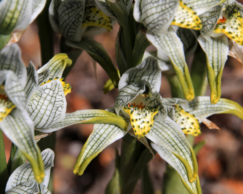 693900280 orchid, magellanica, chloraea, chloraeamagellanica, yellow, mosaic, porcelain, patagonia, flower, orchidoideae, chloreamagellanica, chlorea, nature, plant, codonorchislessonii, codonorchis, lessonii, whitedogorchid, dog, white, chile, argentina, close, Adventure, Nature, Outdoor, Wildlife, Blossom, Flower, Plant Torres Del Paine General Pics Porcelain or Mosaic Orchid, chloraea magellanica, Carretera Austral, Patagonia Chile