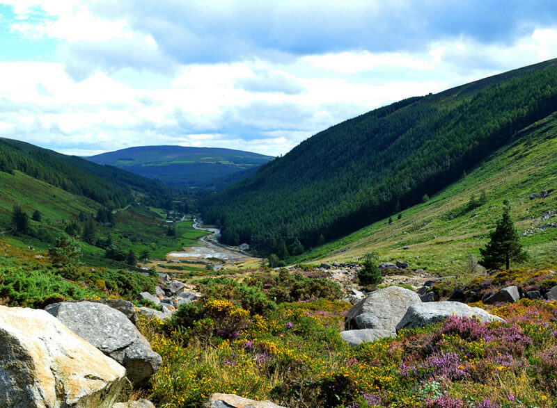 A wide valley landscape in Ireland with deep green, forested slopes, a small stream, and large boulders and flowering heather in the foreground, perfect for luxury Ireland tours.