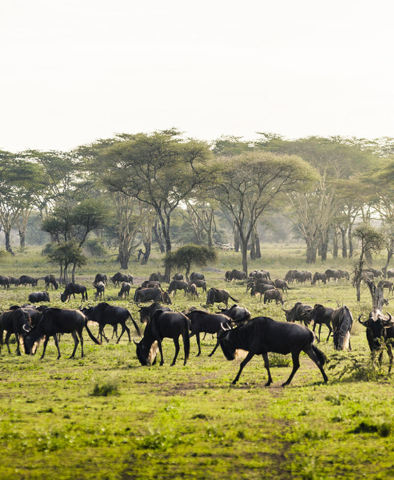 A herd of wildebeest grazing in a green field during luxury Serengeti National Park holidays.