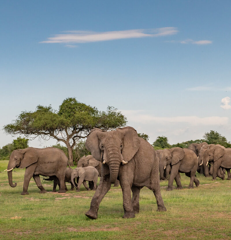 A herd of elephants walking through green grass on luxury Serengeti National Park tours.