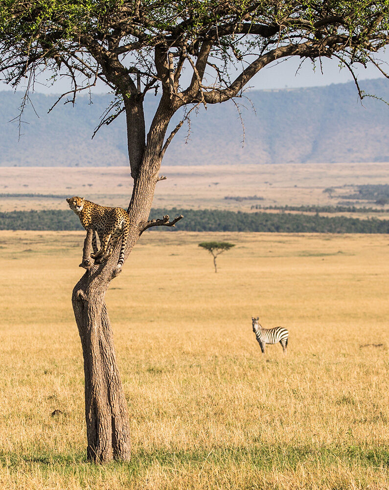 A cheetah standing on a tree branch overlooking the savanna during luxury Serengeti National Park vacations.