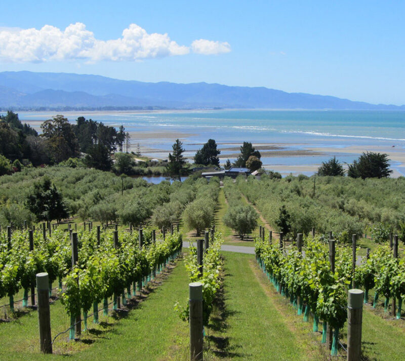 New Zealand Countryside, Farm, Nature, Outdoors, Rural, Vineyard