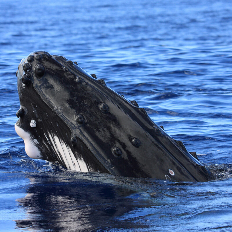 head of a humpback whale.146864440.Animal, Animal Head, Animals And Pets, Animals In The Wild, Barnacle, Beauty In Nature, Blue, Bodies Of Water, Color Image, French Polynesia, Horizontal, Humpback Whale, Moorea, Nature, Nature, One Animal, Polynesia, Reflection, Sea, Sea Life, Sea Life, Tahiti, Water, Whale, Wild Animals, Wildlife.French Polynesia, Australasia 146864440 Animal, Barnacle, Blue, Horizontal, Moorea, Nature, Polynesia, Reflection, Sea, Tahiti, Water, Whale, Wildlife, Beach, Excursion, Nature, Ocean, Animal Head, Animals And Pets, Animals In The Wild, Beauty In Nature, Bodies Of Water, Color Image, French Polynesia, Humpback Whale, One Animal, Sea Life, Wild Animals, Animal, Mammal, Sea Life, Whale