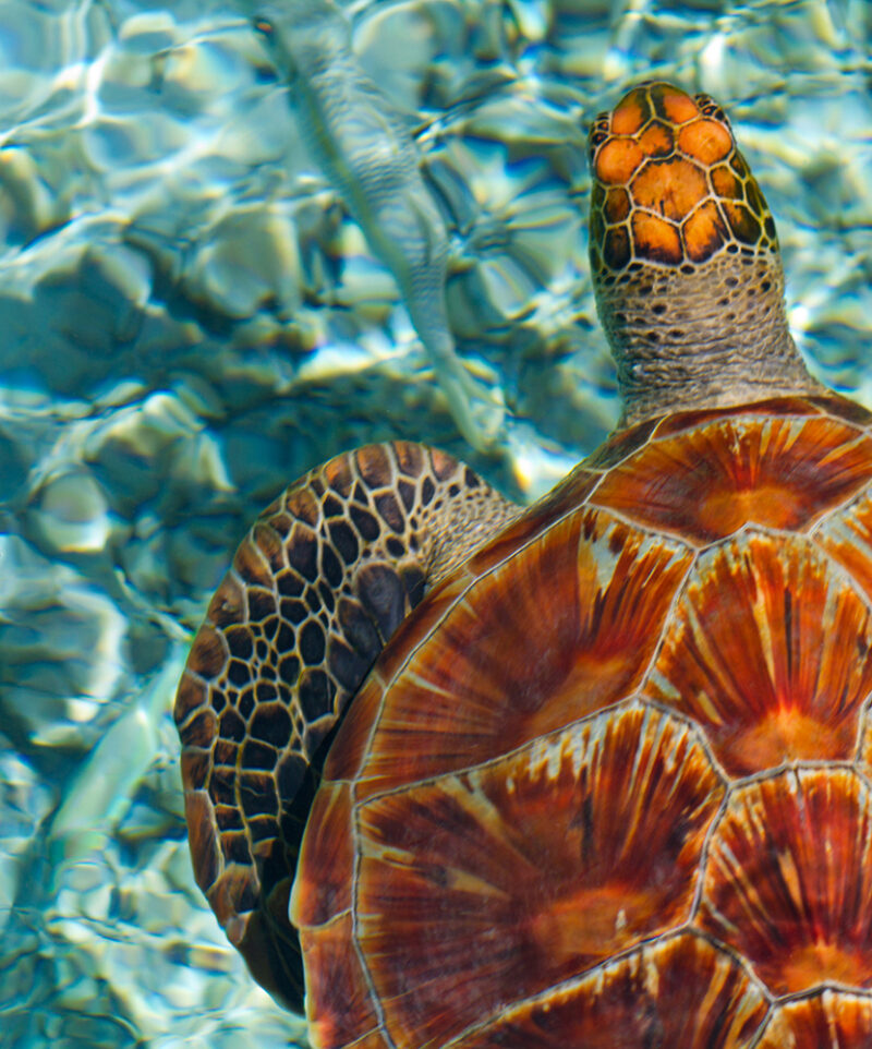 150838503 Backgrounds, Tahiti, Polynesia, Turtle, Nature, Beaches, Beach, Excursion, Nature, Ocean, Animals And Pets, Blue Background, Bodies Of Water, Bora Bora, Sea Life, Sea Turtle, Travel Locations, Animal, Reptile, Sea Life, Turtle 150838503.Backgrounds, Bora Bora, Tahiti, Polynesia, Turtle, Blue Background, Animals And Pets, Nature, Travel Locations, Sea Life, Bodies Of Water, Beaches, Sea Turtle.sea turtle in bora bora, tahiti.French Polynesia, Australasia
