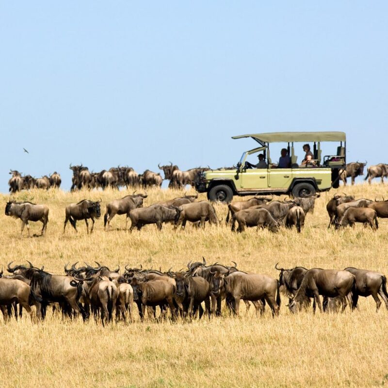 A tan safari jeep filled with passengers drives past a large herd of wildebeest in a grassy field on a luxury Africa vacation